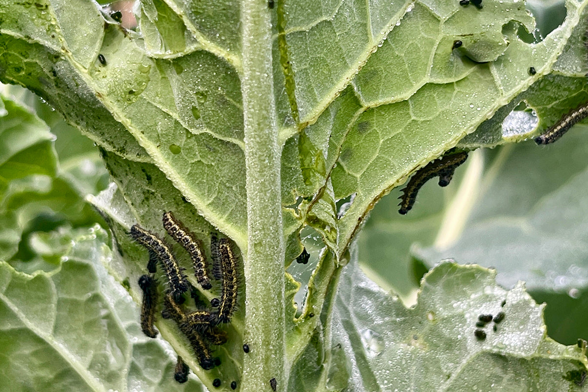 Cabbage white caterpilars - a late appearance