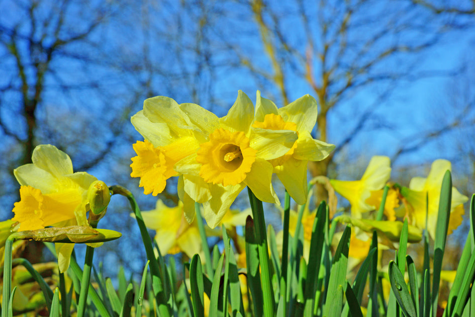 Gardening tip Don't give up on your daffodils Genus Gardenwear