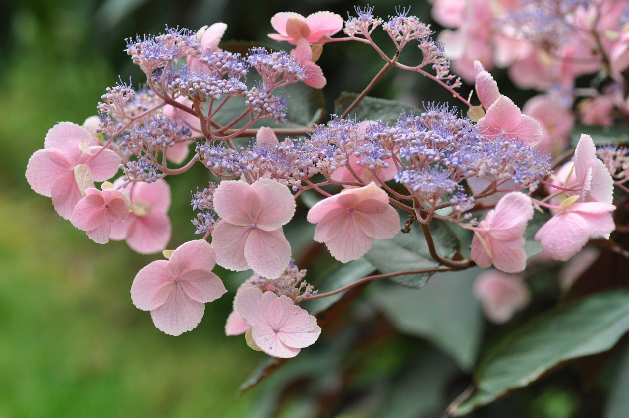 Late summer shrubs