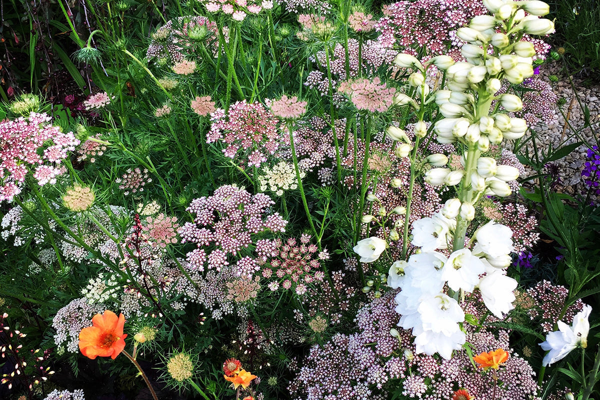 Note 2: ORNAMENTAL CARROTS - 'Purple Kisses' and 'Dara'.  Genus Gardenwear