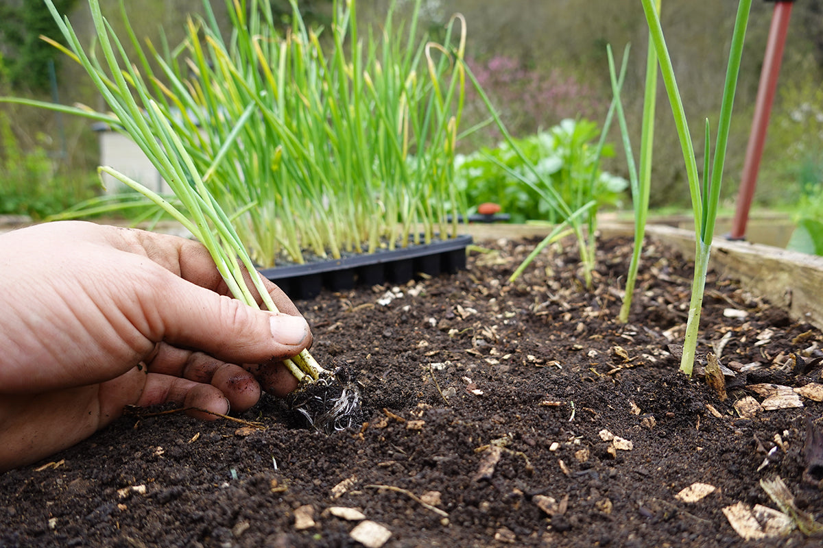 On the plot - new plantings