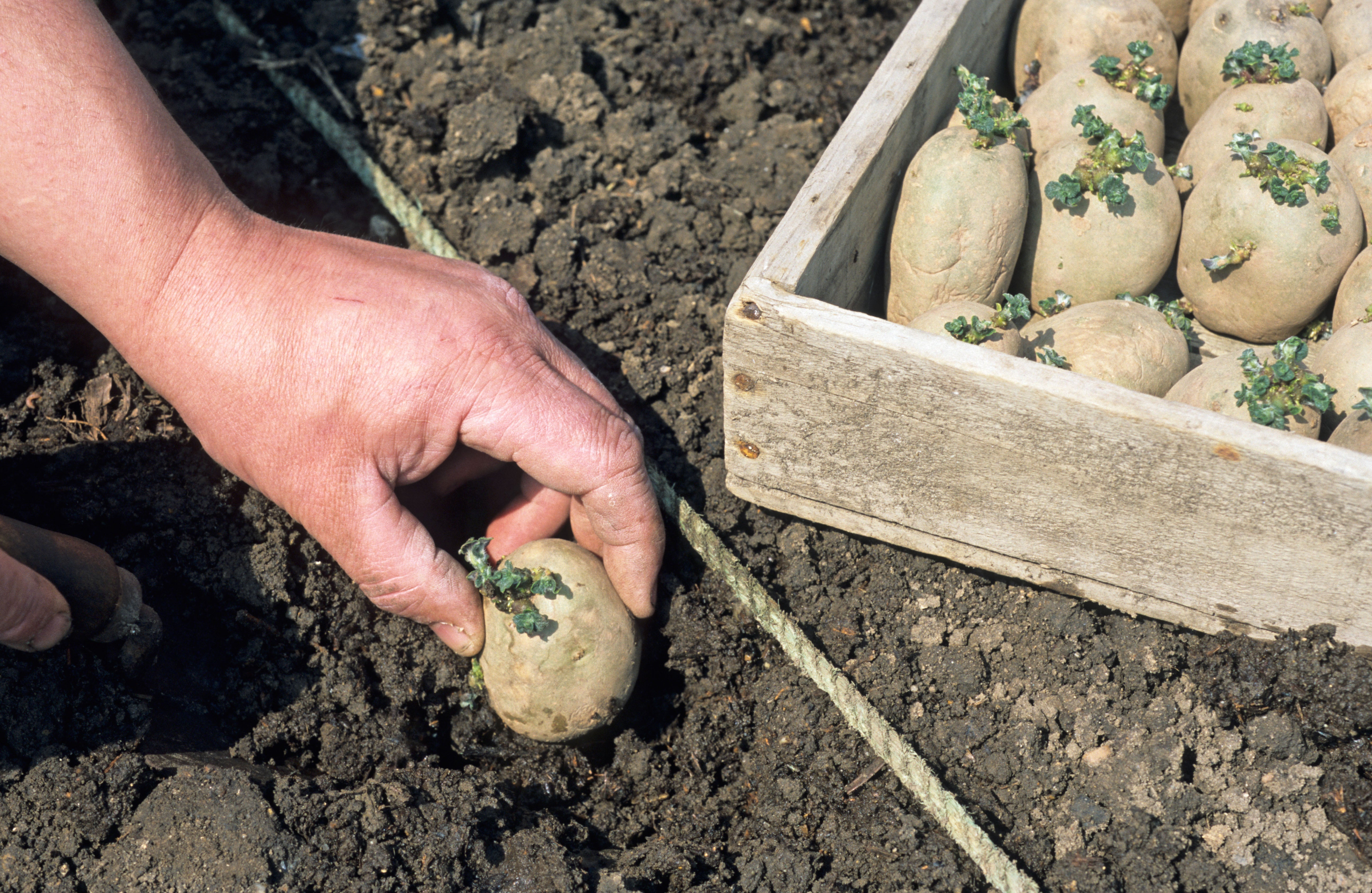 Gardeners' notes - what to do in April