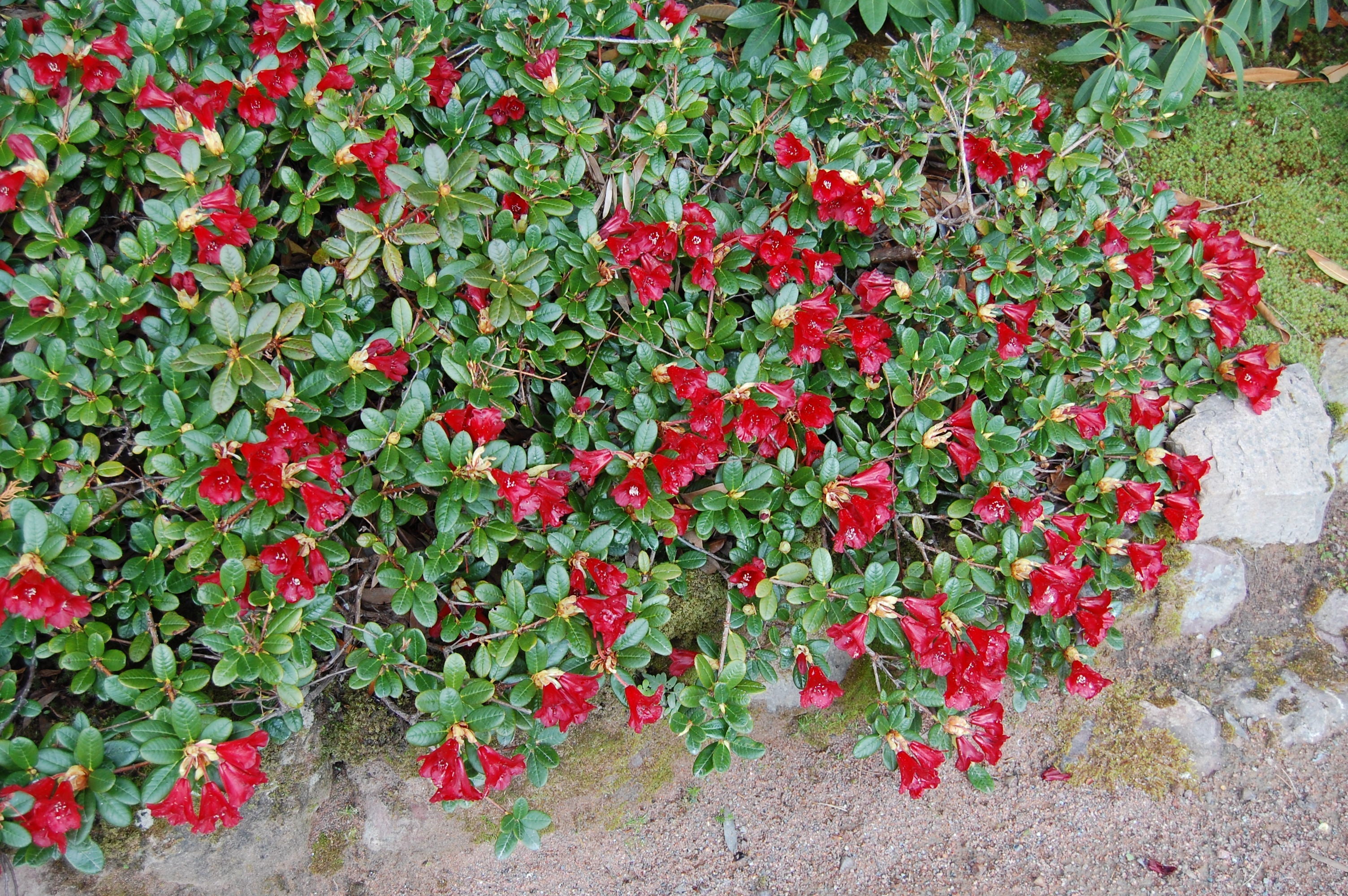 Rhododendrons
