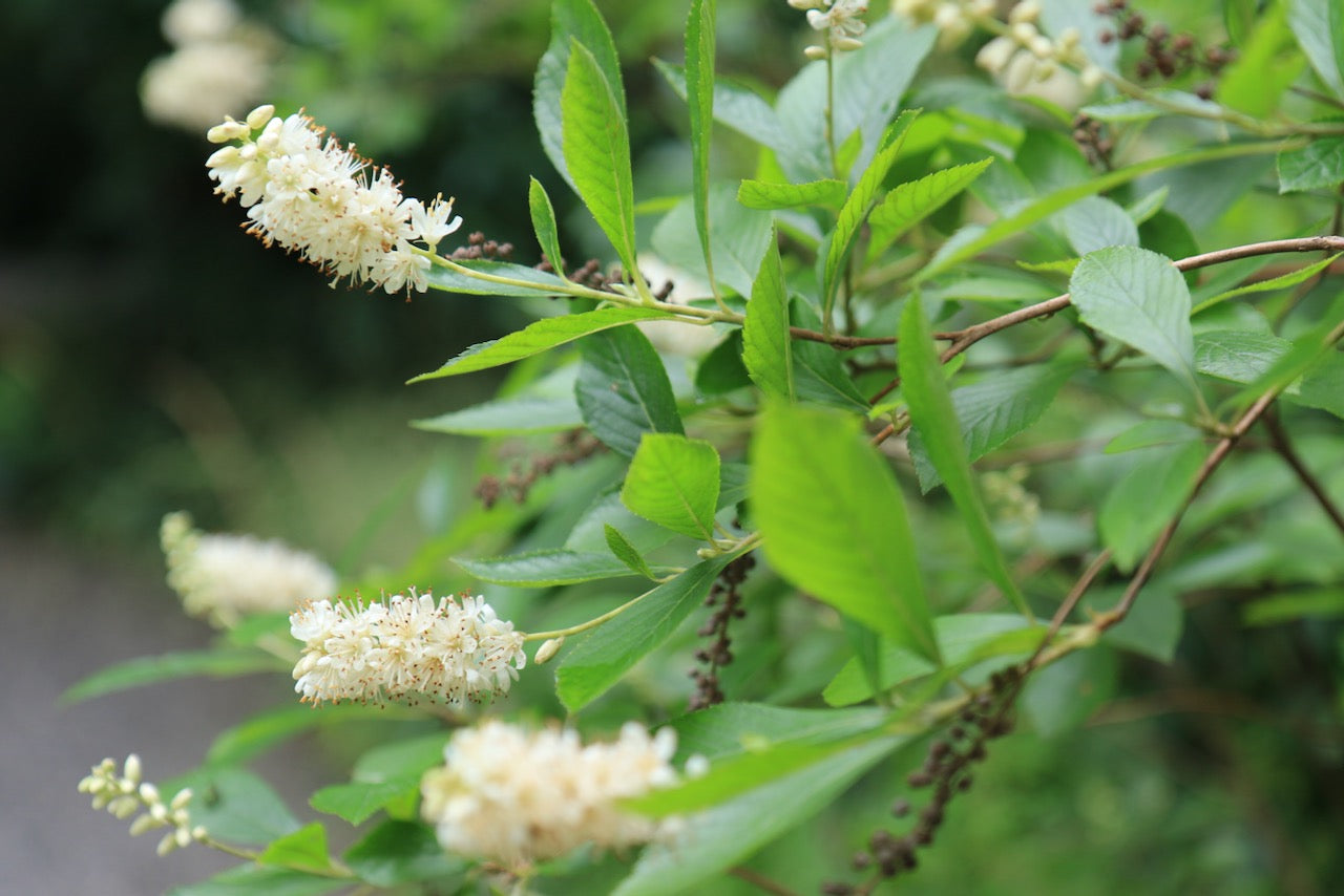 Summer flowering shrubs
