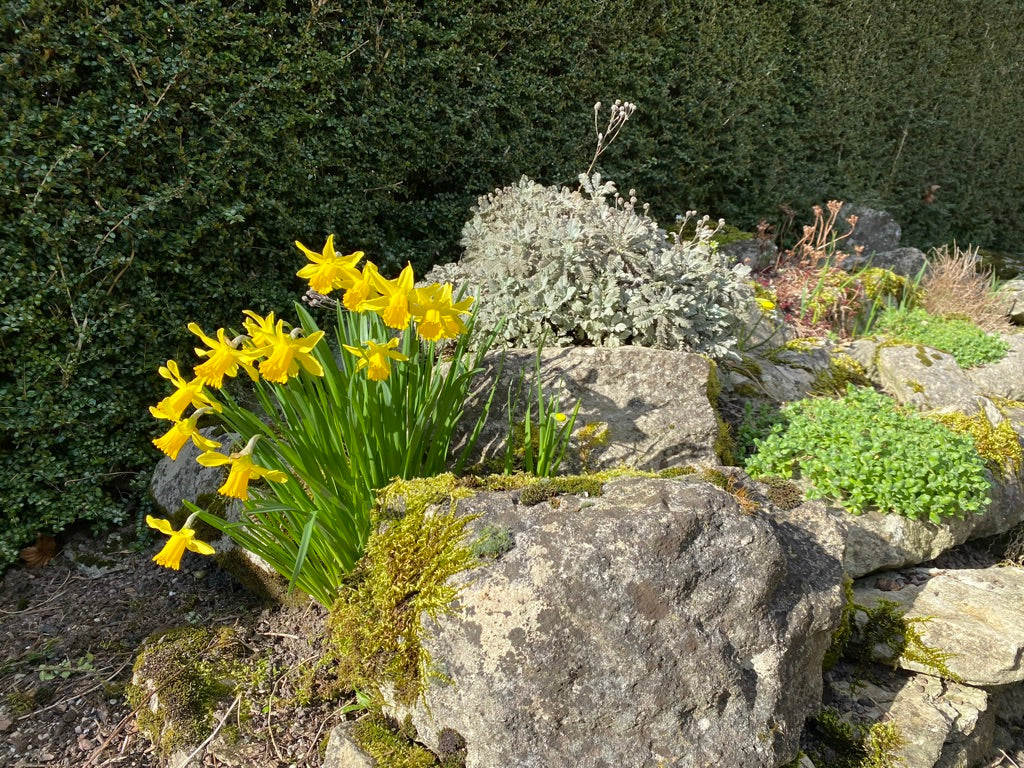 Plant folklore - narcissus