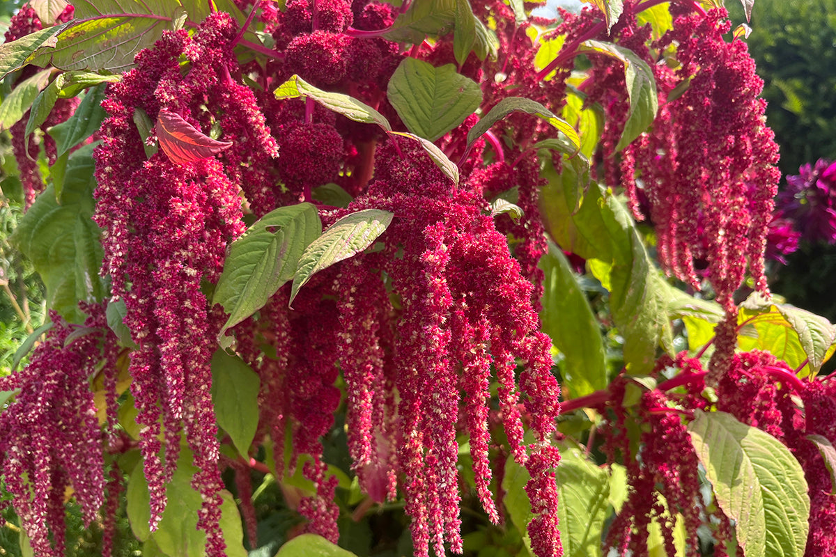 Amaranthus - a great dual purpose annual performer