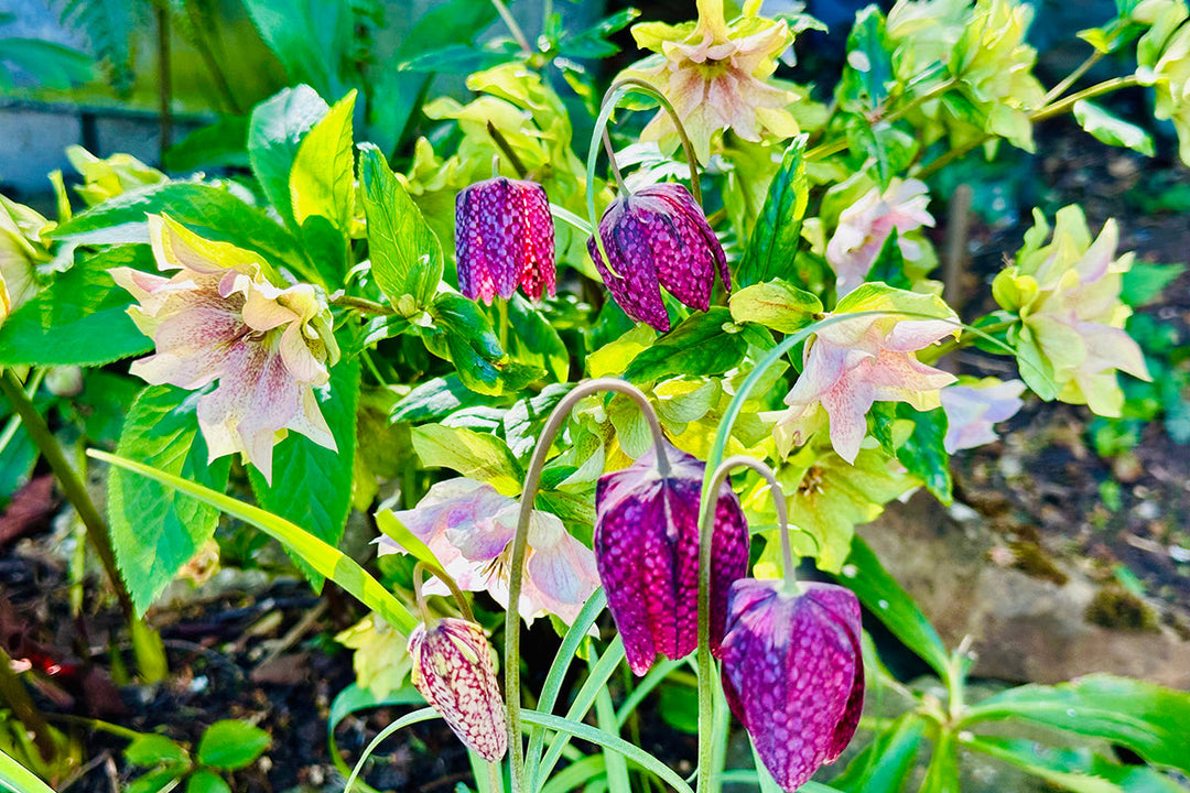 Angela Stanton - my garden in spring