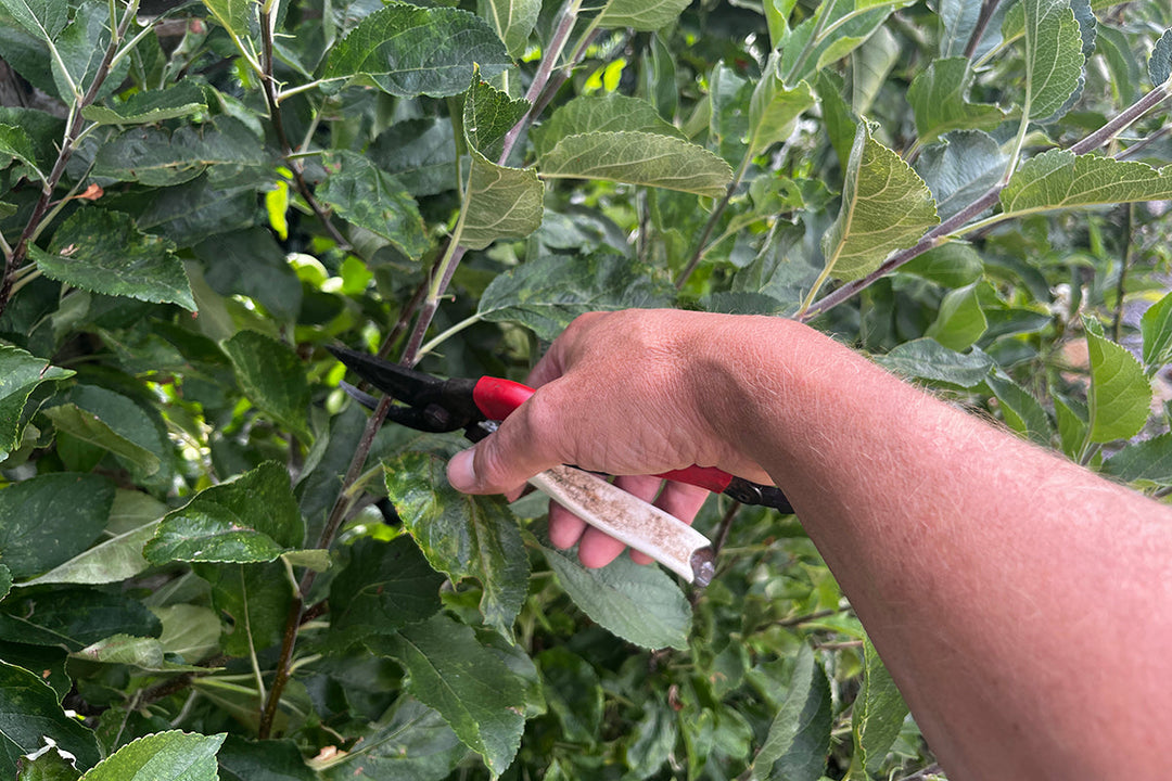 Note 13: APPLES AND PEARS - summer pruning