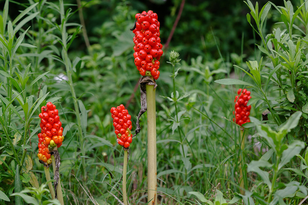 Gardening explained - thermogenesis