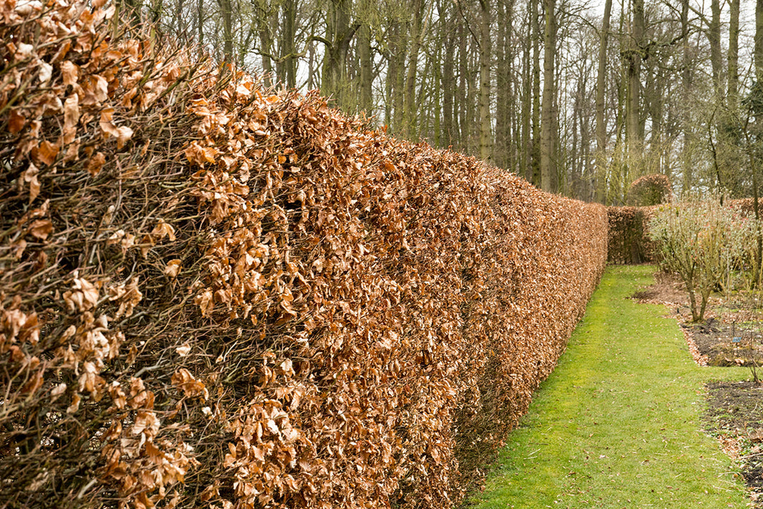 Gardening explained - marcescence