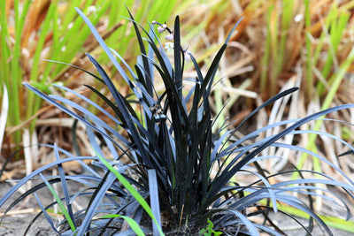 Black plants and foliage - drama in your garden