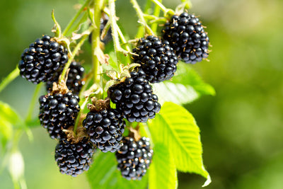 Body, Soul and Gardening - Black Fruit and Berries for Super Health