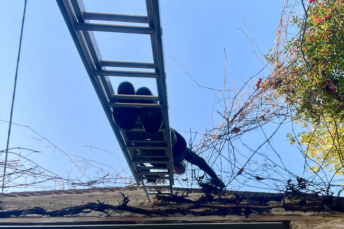 Blue sky pruning