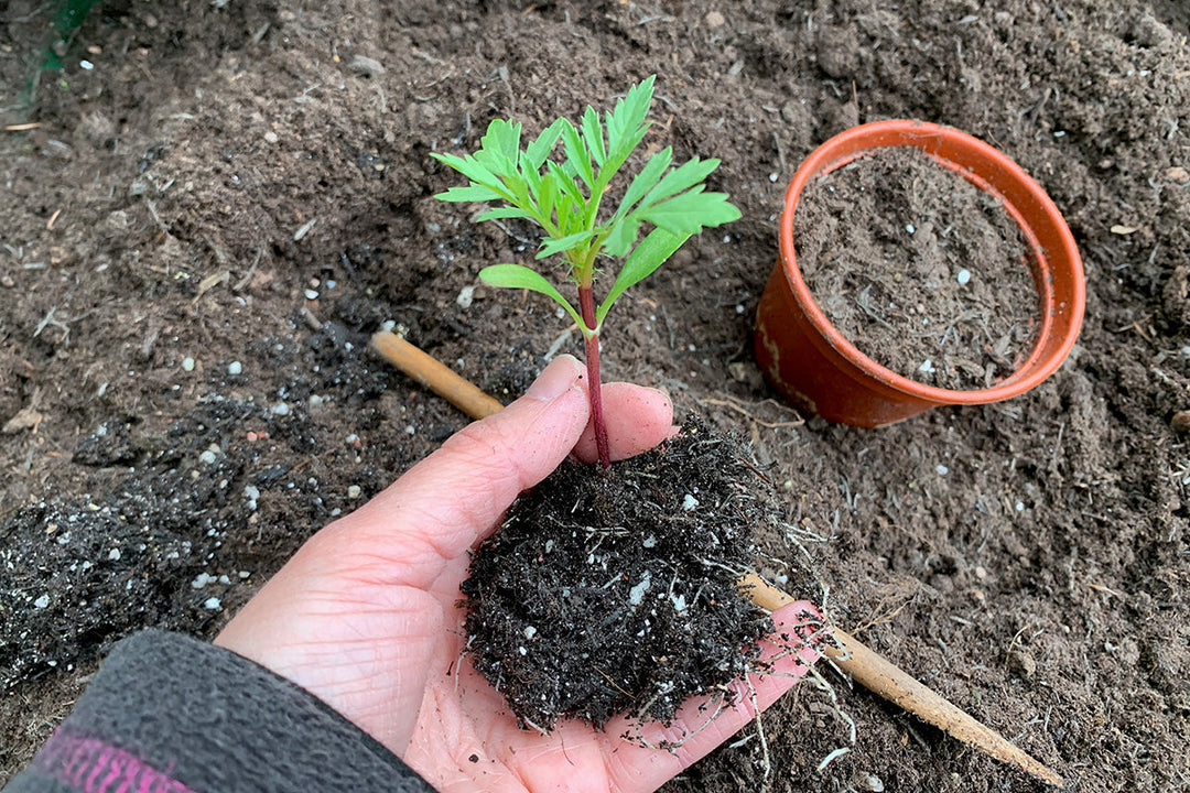 Body, soul and soil - good, clean dirt