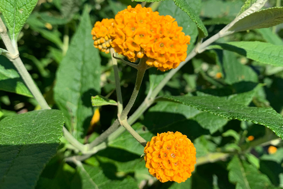 Summer pruning - Buddleja globosa