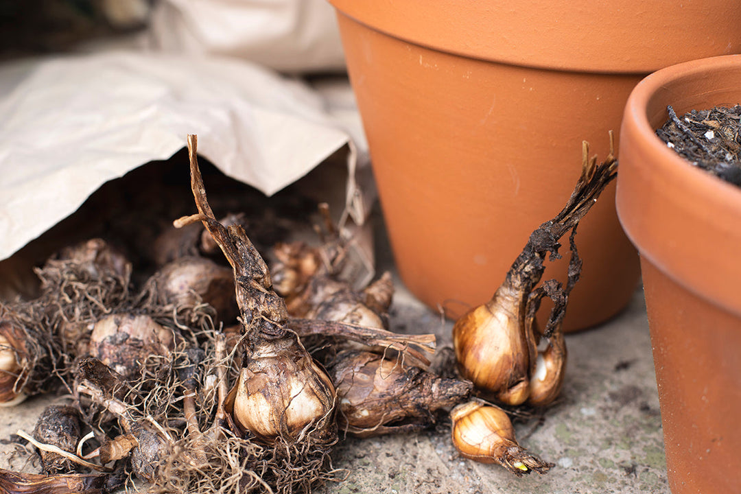 Gardeners' notes - what to do in September.