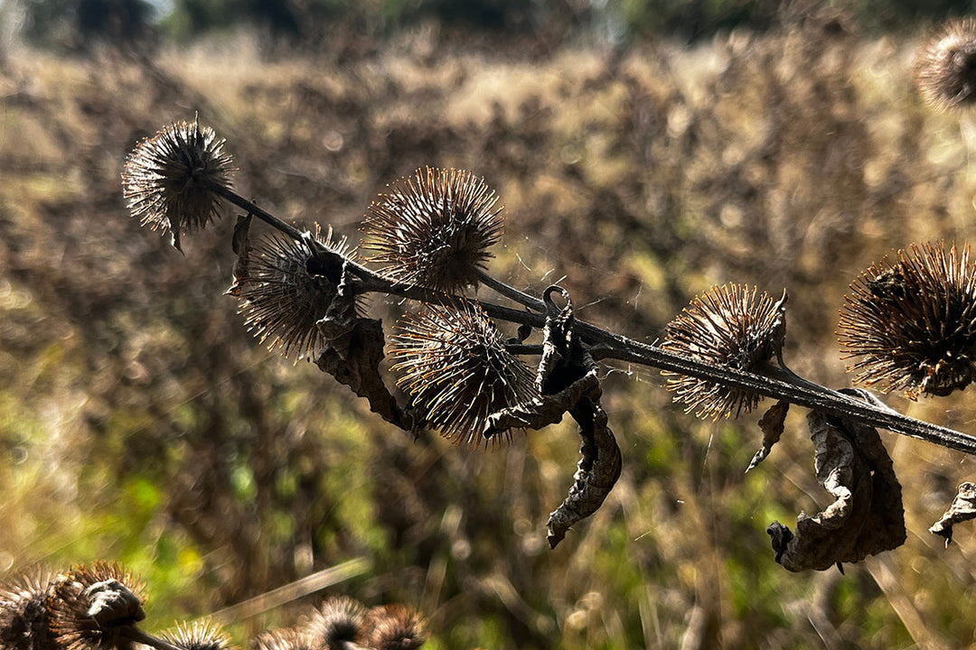 Note 15: Burdock, tree cats, and builder’s tea