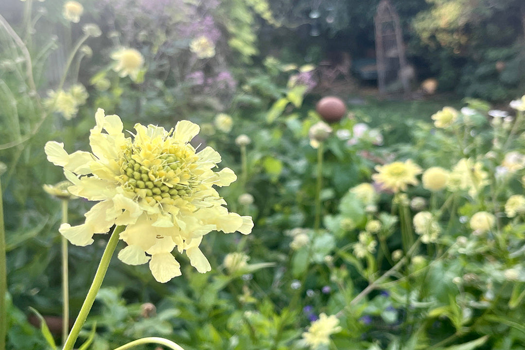 Cephalaria gigantea - THE best plant for pollinators