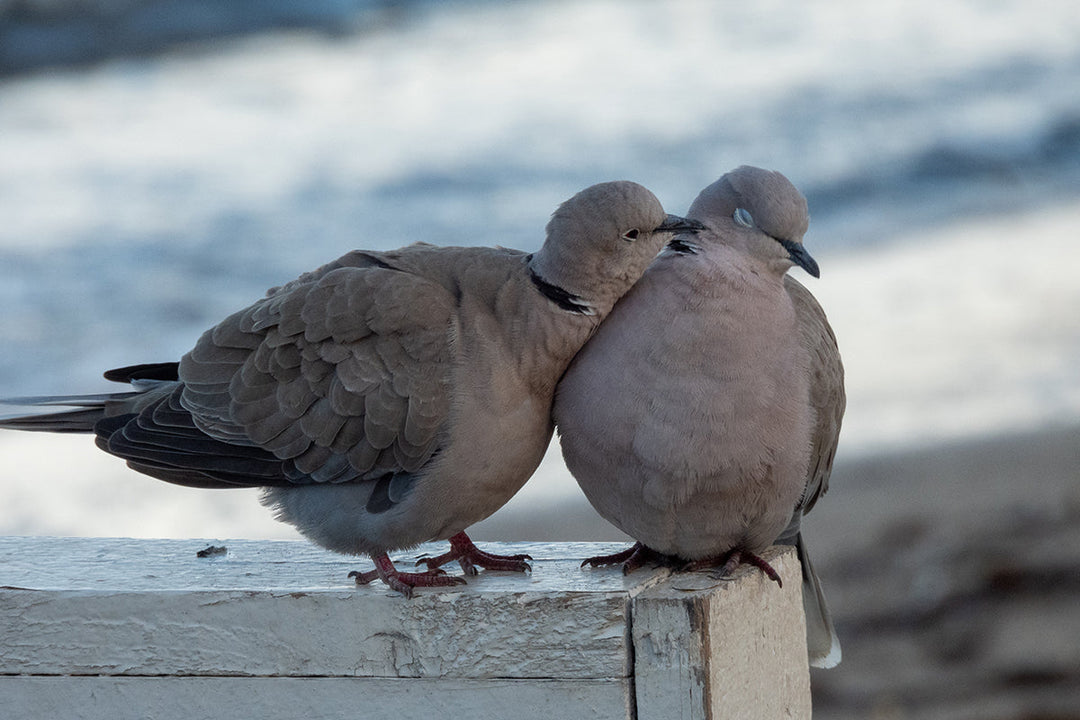 Wildlife in the garden - collared doves