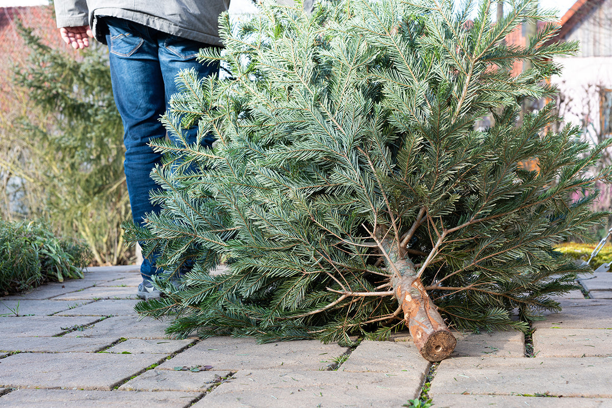 Greener gardening - compost the Christmas tree