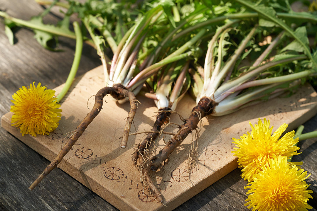 Plant folklore - dandelions