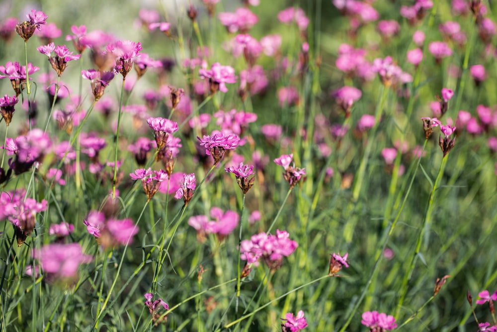 Plant profile - Dianthus carthusianorum