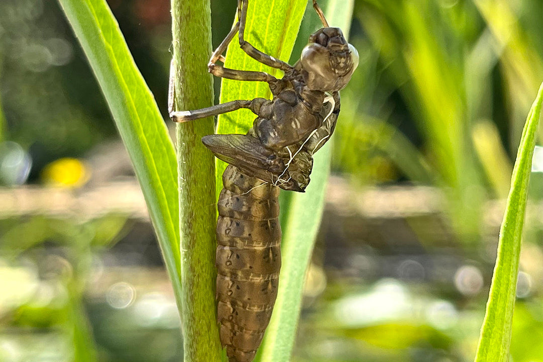 Wildlife in the garden - dragonflies