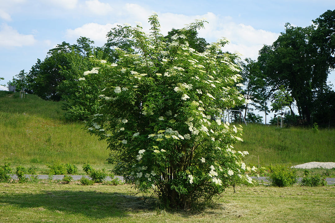 Plant folklore - elder