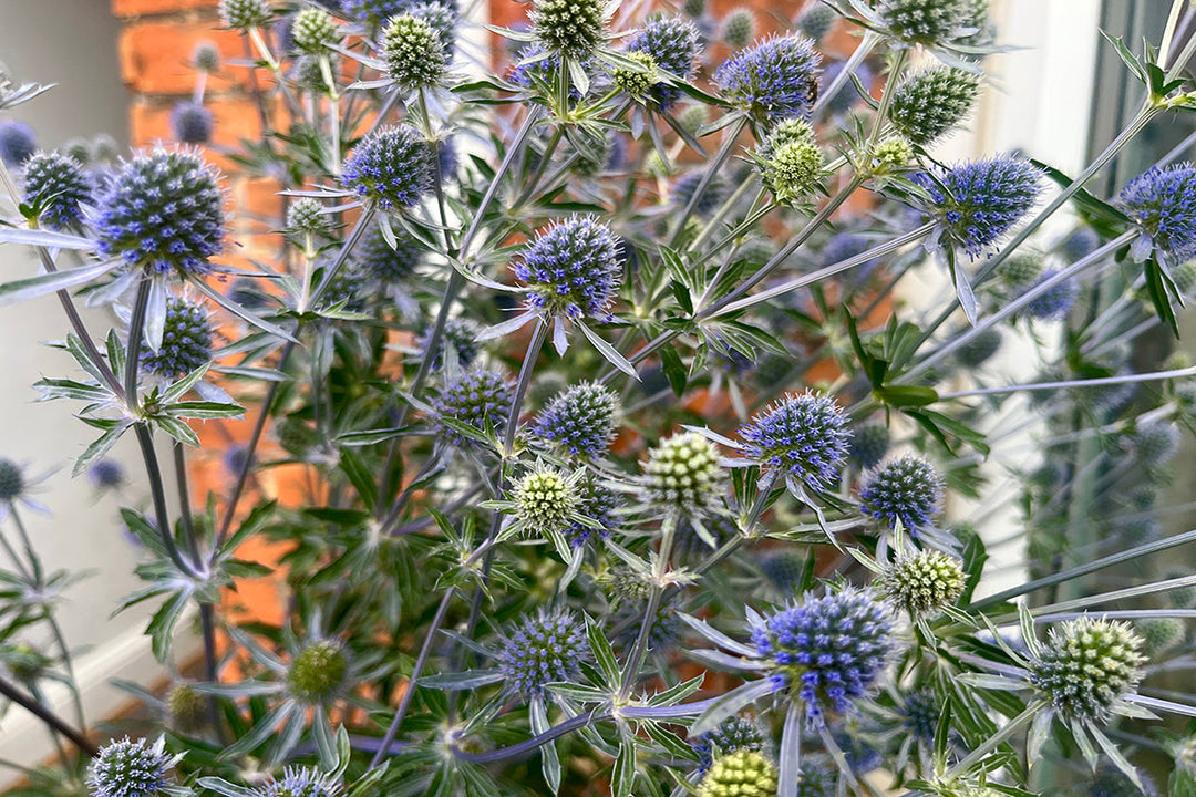 Sensational sea holly