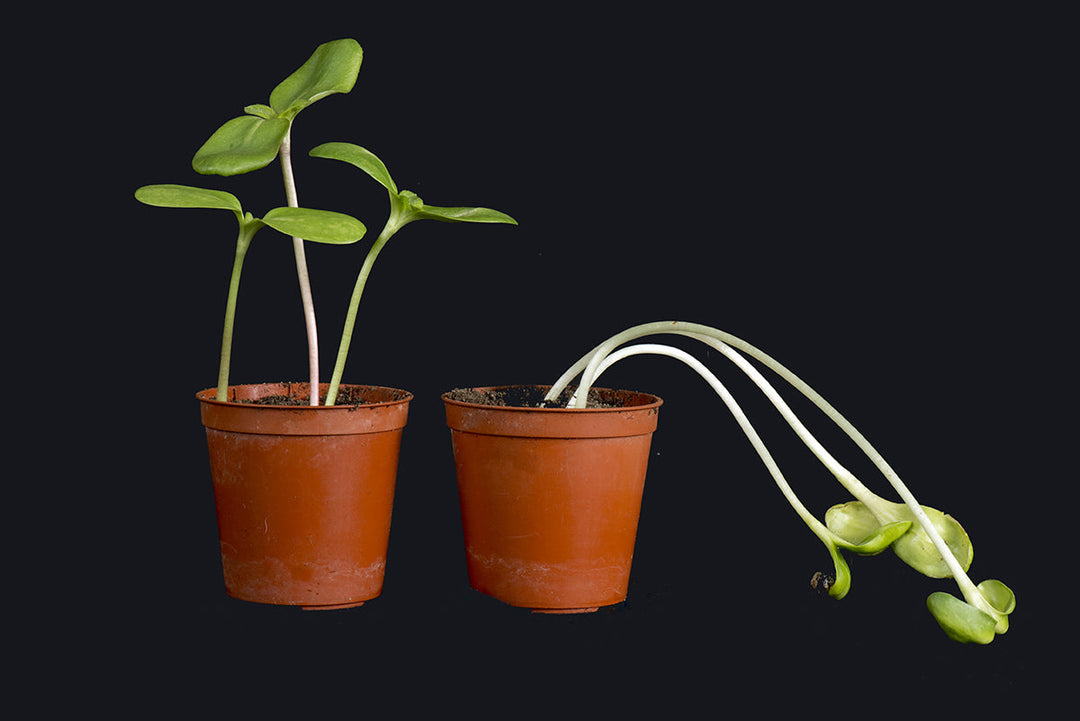 Gardening explained - etiolation