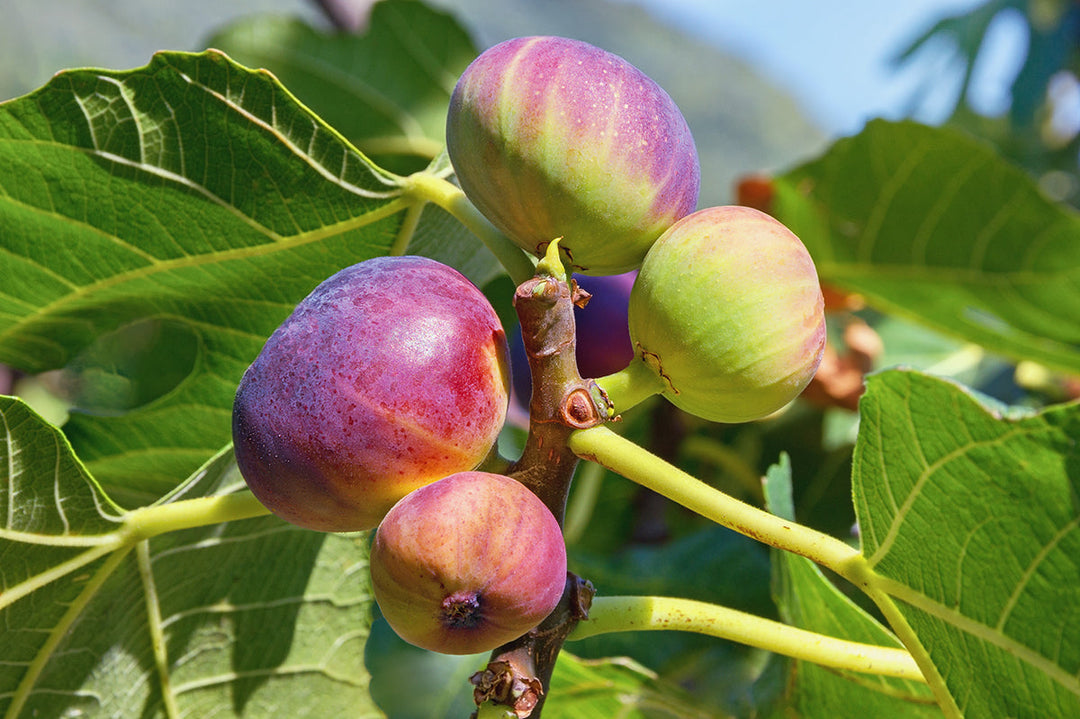 Plant Profile  - Ficus carica