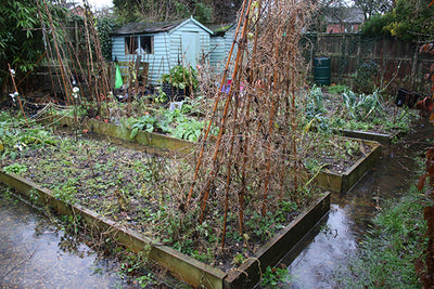 Water, water, it's still there: Gardeners continue to deal with flooded gardens and waterlogging