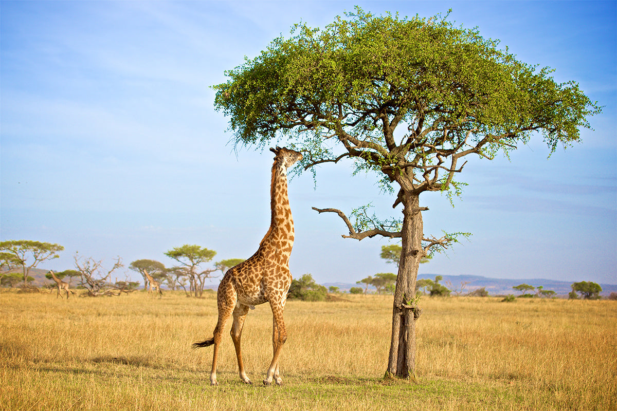 Exceptional trees - the Wood Wide Web