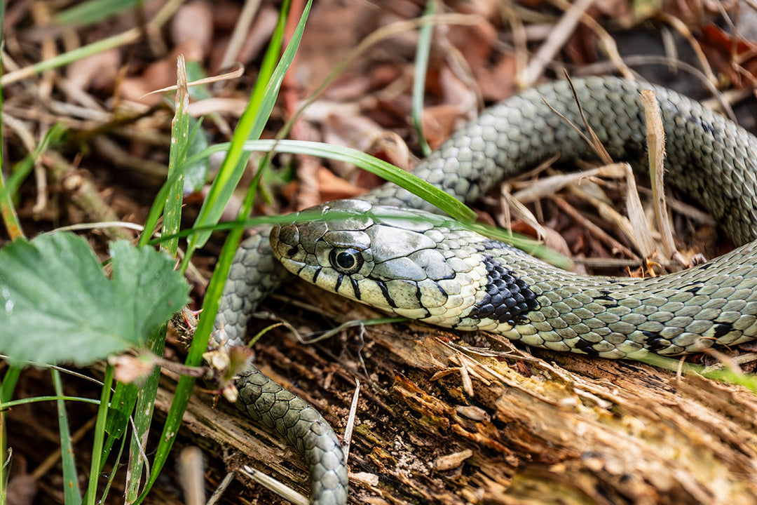 Wildlife in the garden - grass snakes