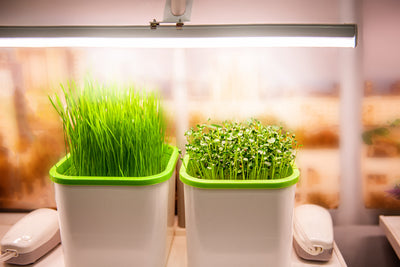 Technology in the garden - grow lights for indoor plants