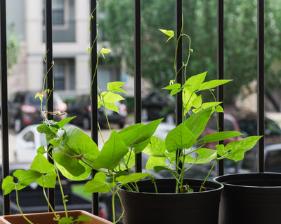 Grow Your Own on a Balcony