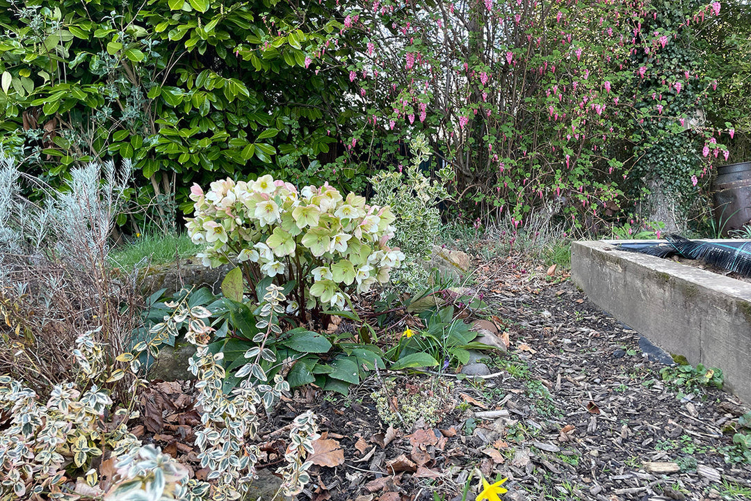 Hannah Greenshields - my garden in spring