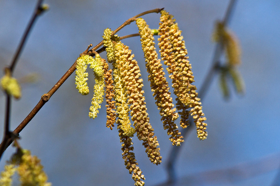 Plant of the month - hazel