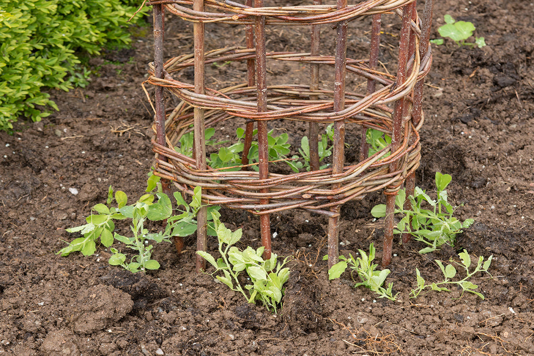 Gardeners' notes - what to do in June.