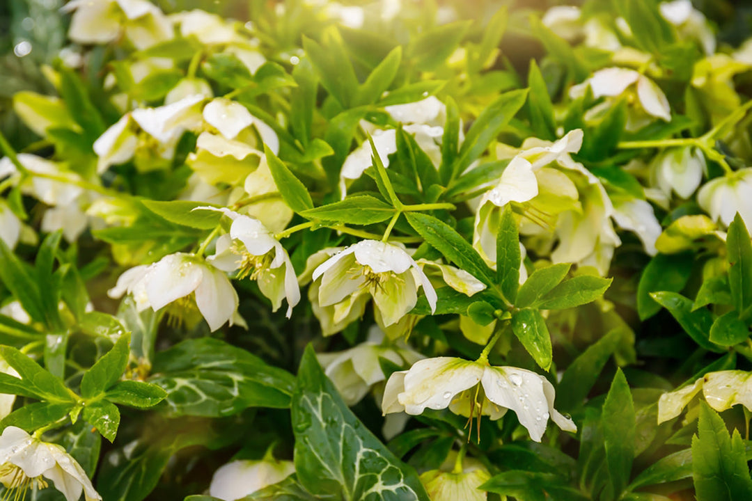 Gardeners' notes - jobs to do in January