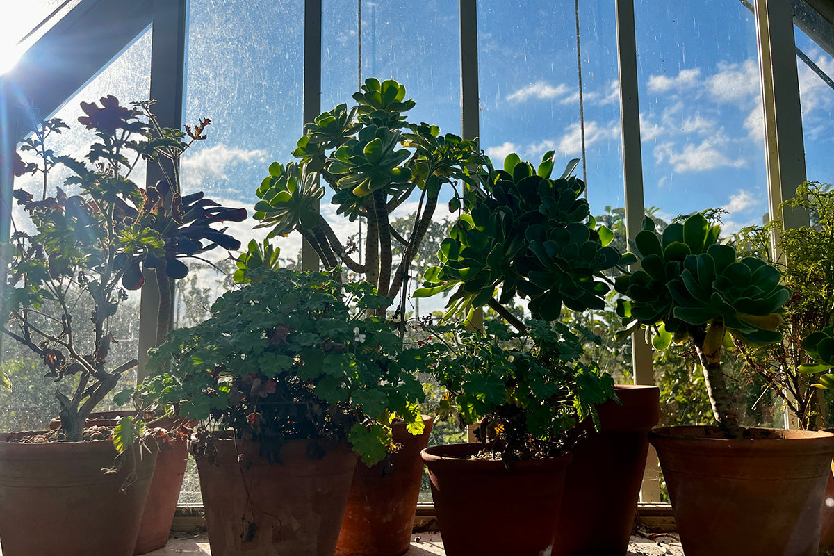 Note 17: In from the Cold - chutney, salad and summer pots