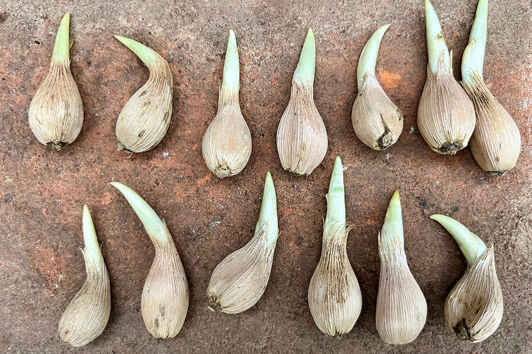 Note 1:  IRIS RETICULATA - a late discovery