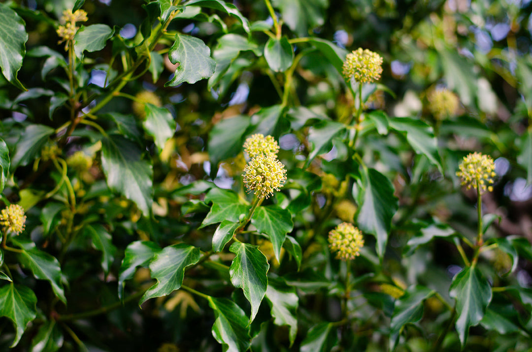 Plant of the month - ivy