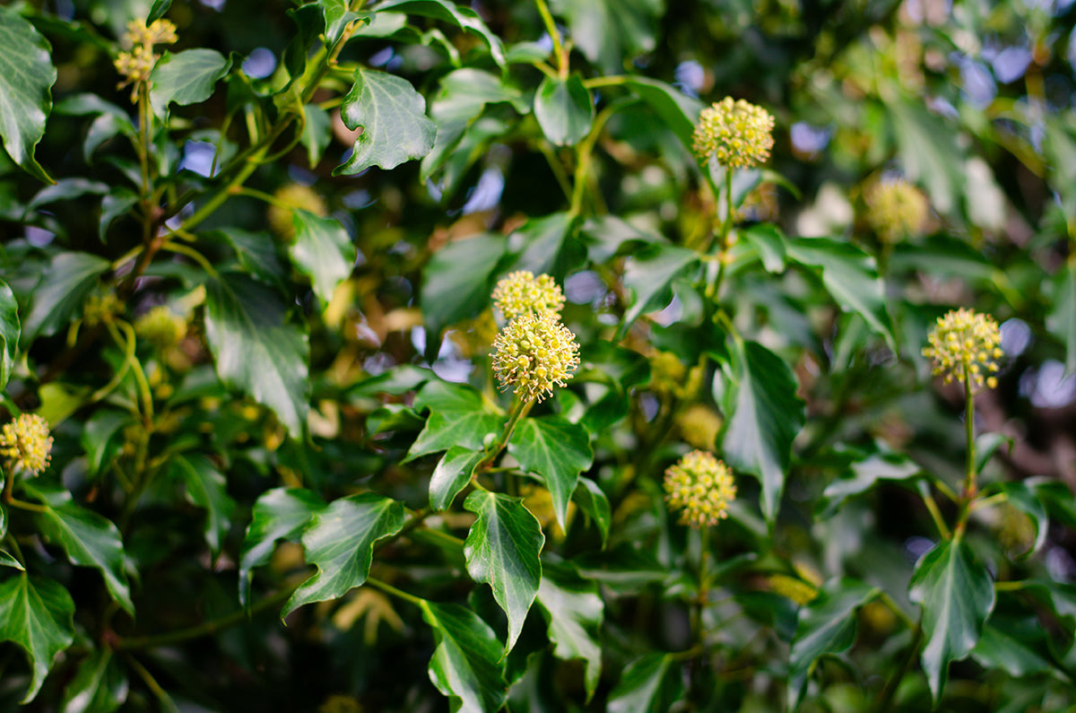 Plant of the month - ivy
