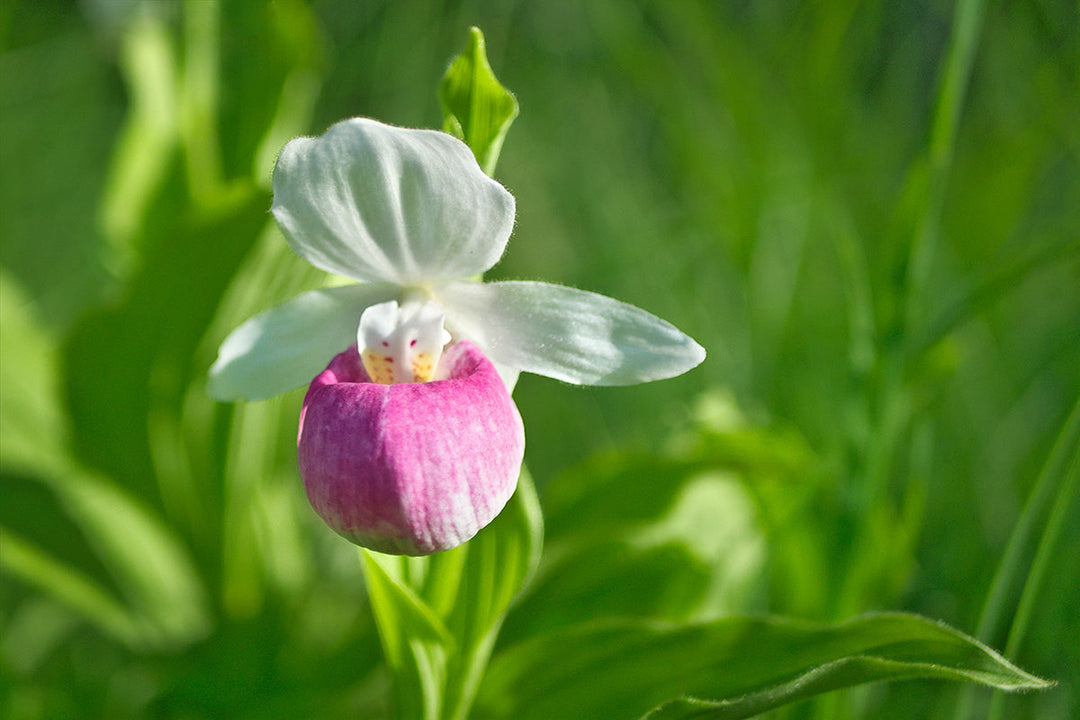 Plant folklore - orchids