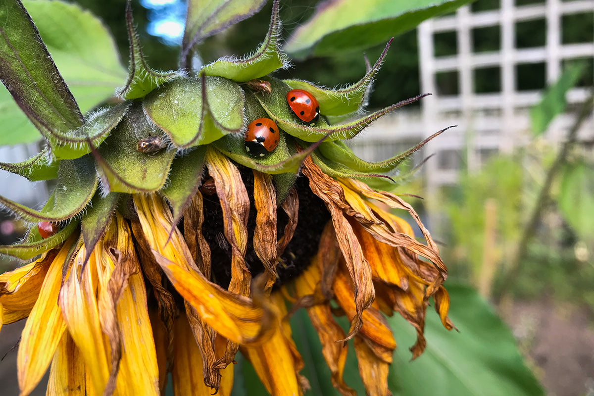 Greener gardening - leave room for ladybirds