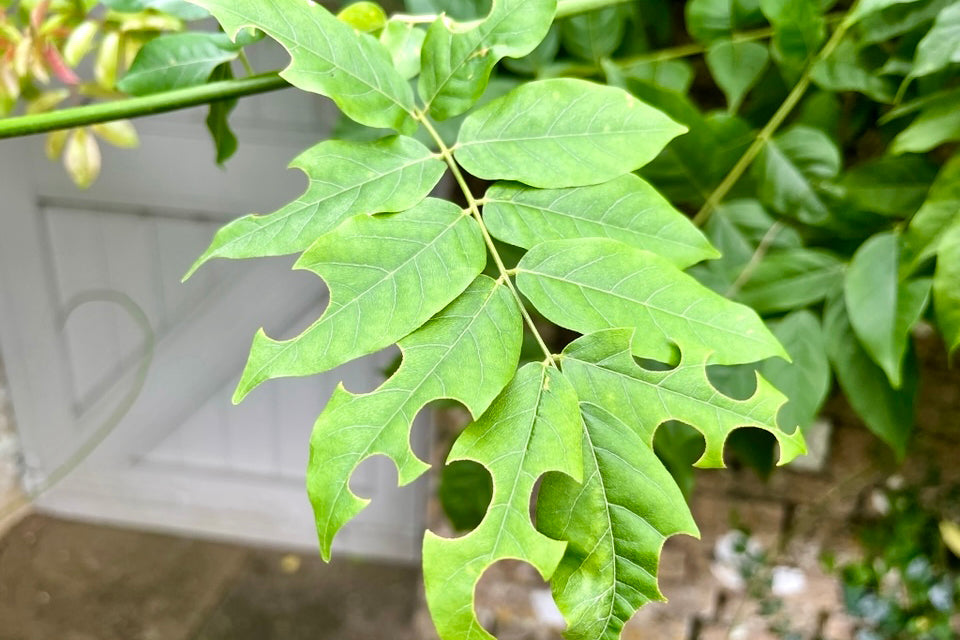 Leaf Cutter Bees - pac-man of the insect world