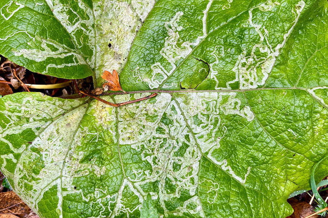 Leaf mining moths and flies