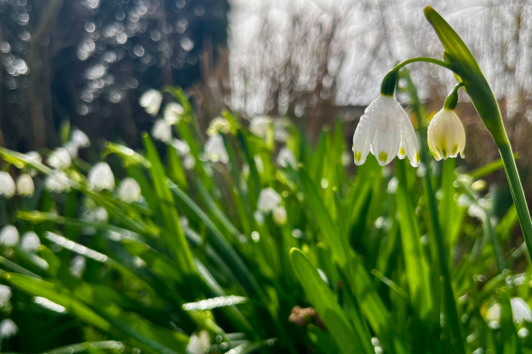 Note 4: LEUCOJUM - a snowdrop on steroids