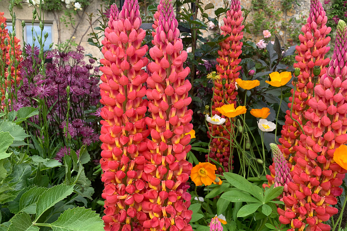 Plant profile - lupins